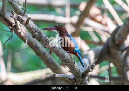 King Fisher à gorge blanche. Parc national de Yala. Le Sri Lanka. Banque D'Images