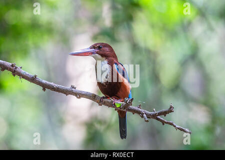 King Fisher à gorge blanche. Parc national de Yala. Le Sri Lanka. Banque D'Images