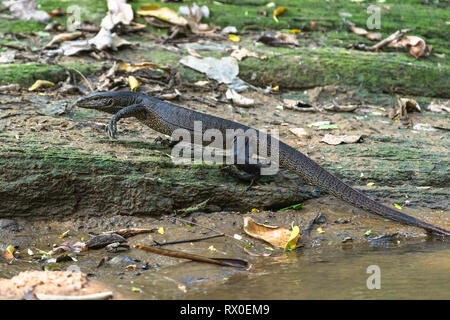 Varan d'eau. Parc national de Yala. Le Sri Lanka. Banque D'Images