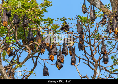 Arbres de fruit bat (Flying Fox). Hambantota, Sri Lanka. Banque D'Images