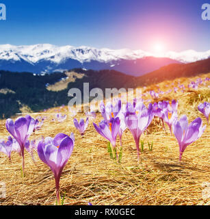 Vue fantastique sur le premier printemps fleurs sur la prairie alpine. Pittoresque et dramatique de la scène du matin. Lieu Lieu : Carpathian, l'Ukraine, l'Europe. Banque D'Images