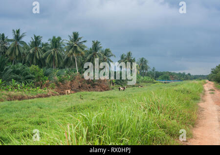 Palmeraie près de Tanjung Piai, la pointe la plus méridionale de l'Asie continentale, Pontien, Malaisie Banque D'Images