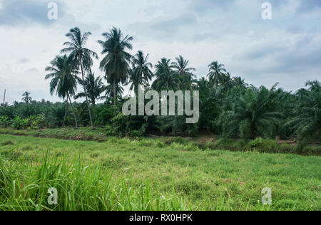 Palmeraie près de Tanjung Piai, la pointe la plus méridionale de l'Asie continentale, Pontien, Malaisie Banque D'Images