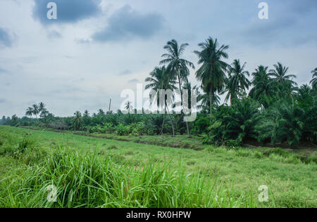 Palmeraie près de Tanjung Piai, la pointe la plus méridionale de l'Asie continentale, Pontien, Malaisie Banque D'Images
