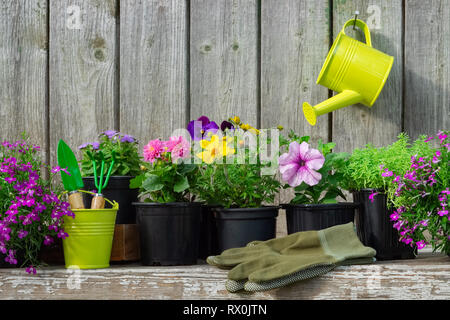 Les semis de fleurs de jardin dans des caisses en bois. L'équipement de jardin. Arrosoir suspendue avec Dahlia fleur sur vieux mur de l'abri de jardin. L'espace de copie pour le texte Banque D'Images