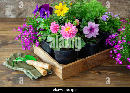 Les semis de plantes de jardin et de fleurs en pots. Pelle, râteau, des gants sur planche de bois. Banque D'Images