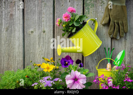 Les semis de plantes de jardin et de pots de fleurs dans des caisses en bois. L'équipement de jardin. Arrosoir suspendue avec Dahlia rose fleur et gants sur sol en bois Banque D'Images