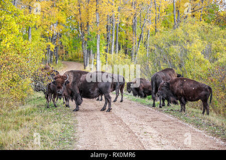 Troupeau de bisons des plaines, debout sur route en couleurs de l'automne, le parc national du Mont-Riding, Manitoba, Canada. Banque D'Images