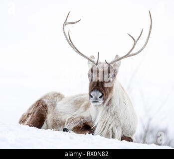 La population boréale de caribous des bois, Rangifer tarandus, en hiver, des animaux en captivité, au Manitoba, Canada. Banque D'Images