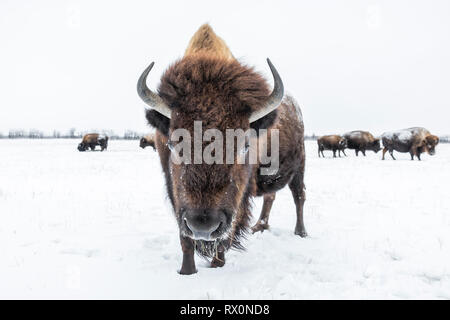 Le bison des plaines (Bison bison bison, en hiver, au Manitoba, Canada. Banque D'Images