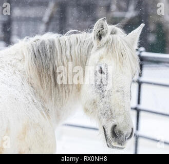 En hiver cheval percheron, Close up, Manitoba, Canada. Banque D'Images