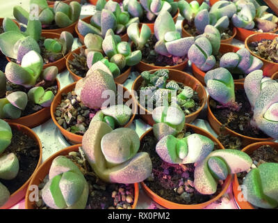 Arrangement rectangulaire de plantes succulentes, cactus plantes grasses dans un semoir Banque D'Images