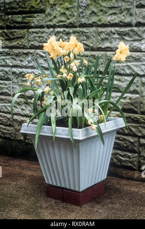 Tulipa Turkestanica avec Narcisse Cassata derrière eux dans une fleur à remous contre un mur Banque D'Images