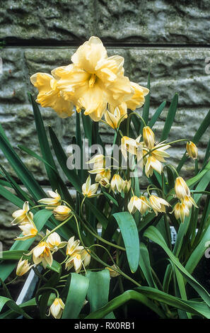 Tulipa Turkestanica avec Narcisse Cassata derrière eux contre un mur Banque D'Images