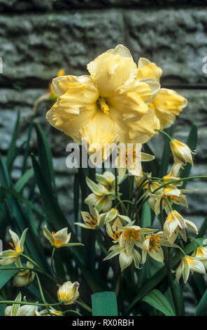 Tulipa Turkestanica avec Narcisse Cassata derrière eux contre un mur Banque D'Images