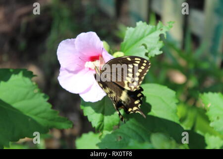 Swallowtail Butterfly sur Rose de Sharon Banque D'Images