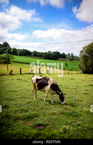 Avec des vaches sur le terrain le long du chemin de Saint-Jacques (Camino de Santiago), Galice, Espagne Banque D'Images