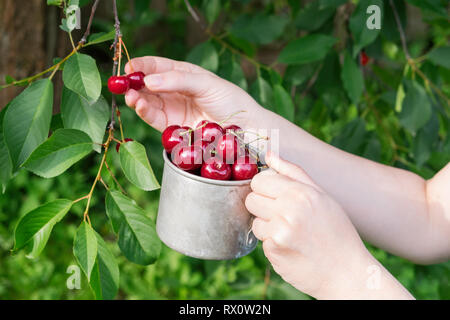 Ramasser les cerises de cerisier. Femme tenant une tasse pleine de cerises mûres rouge Banque D'Images