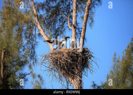 Famille de deux pygargue à tête blanche Haliaeetus leucocephalus parents avec leur nid de poussins sur Marco Island, en Floride en hiver. Banque D'Images