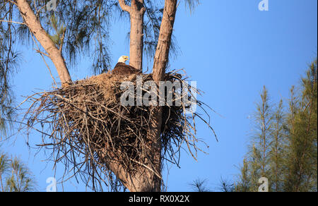 Famille de deux pygargue à tête blanche Haliaeetus leucocephalus parents avec leur nid de poussins sur Marco Island, en Floride en hiver. Banque D'Images