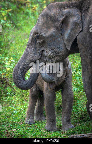 Profondément à l'intérieur de Parc National d'Uda Walawe dans la province du sud du Sri Lanka, un bébé éléphant ludique apprend d'un autre membre du troupeau. Banque D'Images