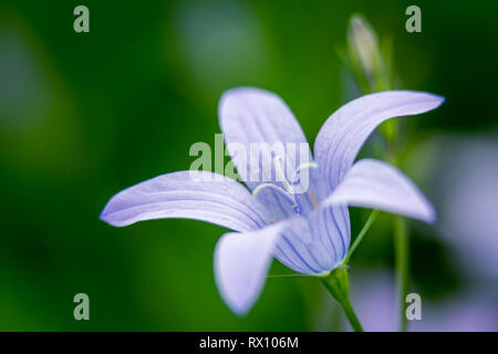 Bellflower Épandage sur prairie pourpre macro photographie Banque D'Images