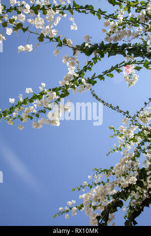 Bougainvillea Against Sky Banque D'Images