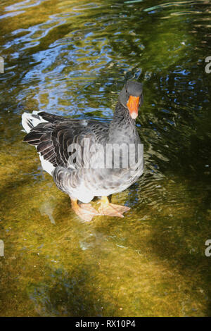 Les canards et les oies au Parc d''Agios Nikolaos Naoussa, Grèce Banque D'Images