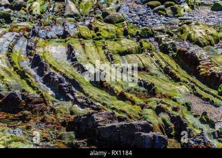 Géologie Zumaia, la célèbre côte spécial côte flysch dans le Nord de l'Espagne Banque D'Images