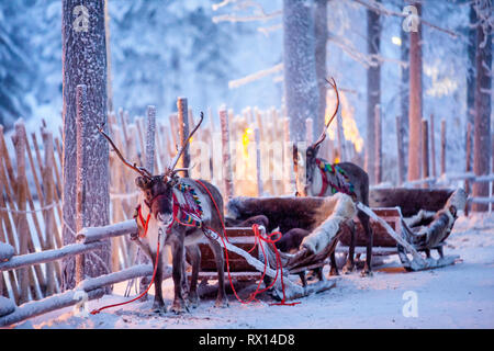 Rennes dans le faisceau dans une belle forêt d'hiver fabuleux Banque D'Images