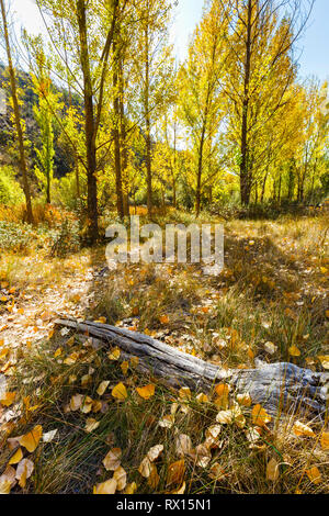 Poplar Grove dans une gorge en automne. Banque D'Images
