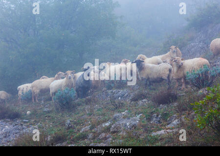 Troupeau de brebis Latxa dans la brume. Banque D'Images