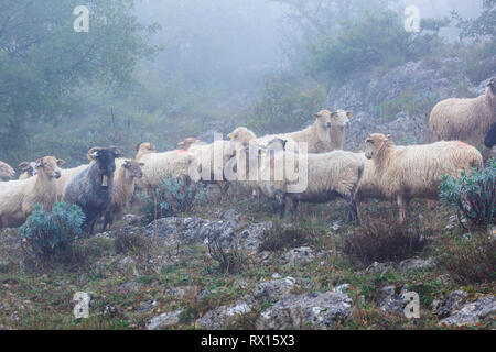 Troupeau de brebis Latxa dans la brume. Banque D'Images