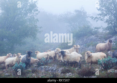 Troupeau de brebis Latxa dans la brume. Banque D'Images