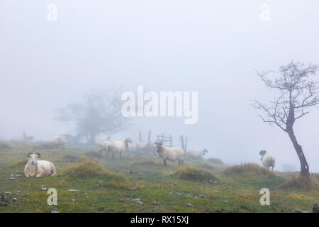 Troupeau de brebis Latxa dans la brume. Banque D'Images