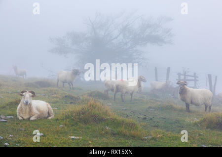 Troupeau de brebis Latxa dans la brume. Banque D'Images