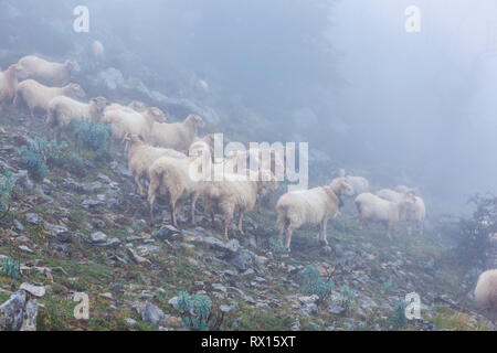 Troupeau de brebis Latxa dans la brume. Banque D'Images