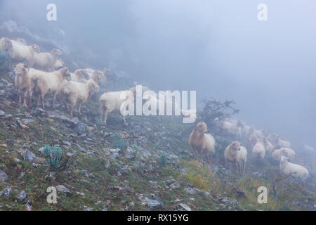 Troupeau de brebis Latxa dans la brume. Banque D'Images