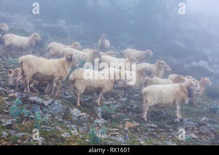 Troupeau de brebis Latxa dans la brume. Banque D'Images