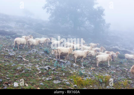 Troupeau de brebis Latxa dans la brume. Banque D'Images