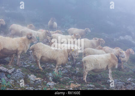 Troupeau de brebis Latxa dans la brume. Banque D'Images