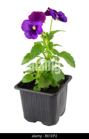 Pensées Viola tricolor fleurs en pot en plastique, isolé sur blanc. Banque D'Images