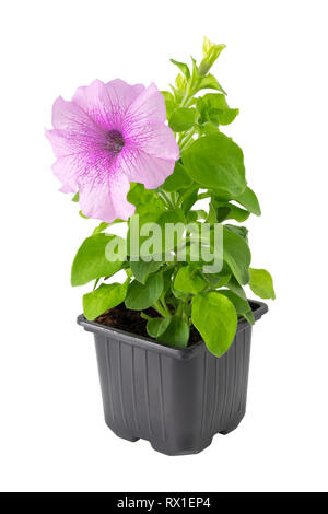 Pétunia fleur en pot en plastique, isolé sur blanc. Banque D'Images