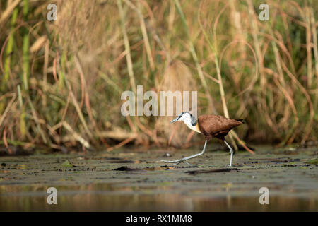 African Jacana marche sur les feuilles de nénuphar dans le Parc National de Chobe, au Botswana. Banque D'Images