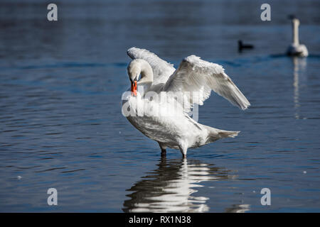 Magnifique Swan sur la rivière, avec ses ailes déployées, ses plumes de nettoyage Banque D'Images