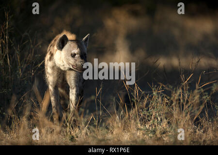 Une hyène dans la lumière du matin d'or de l'avant. Banque D'Images