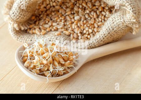 Cuillère en bois de graines de blé germé et sac de grains, la nutrition alimentation saine. Banque D'Images