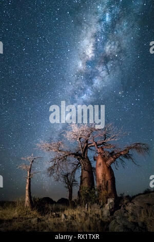 Baobab sous la voie lactée à minuit le Kubu Island, au Botswana. Banque D'Images