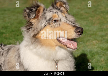 Issaquah, Washington. Close-up portrait of a cinq mois Meryl Bleu Rough Collie. (PR) Banque D'Images