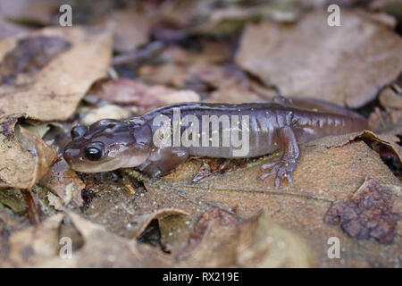 Salamandre arboricole (Aneides lugubris) Banque D'Images